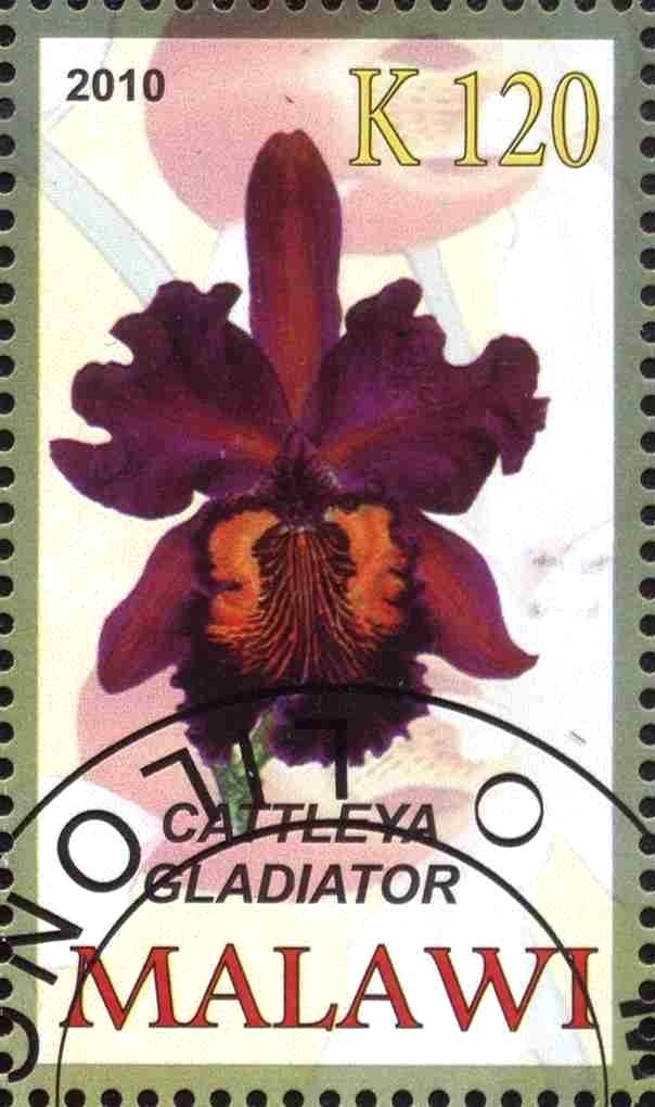 Cattleya gladiator