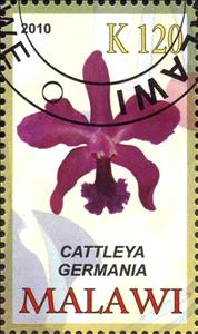 Stamp, Cattleya germania, Cinderellas,  , Orchids