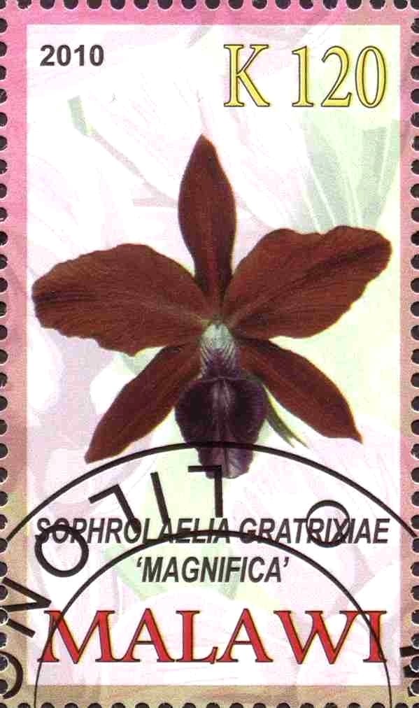 Sophrolaelia gratrixiae "magnifica"