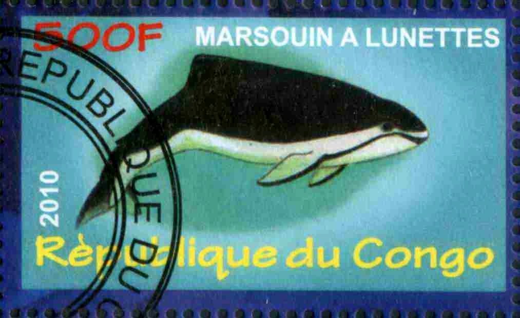 Marsouin a Lunettes