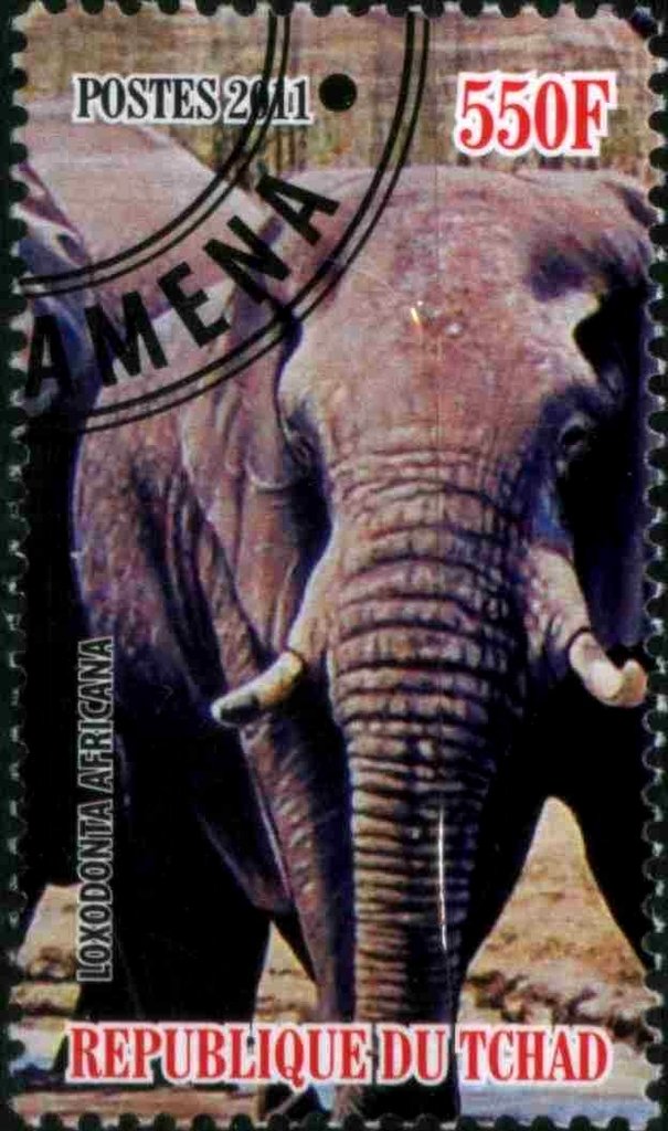 Loxodonta Africana