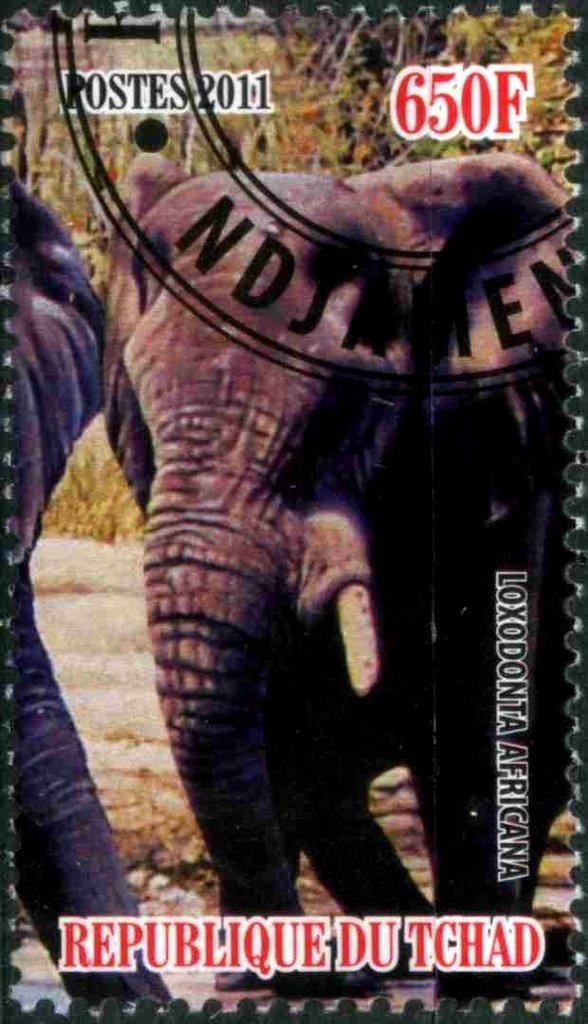 Loxodonta Africana