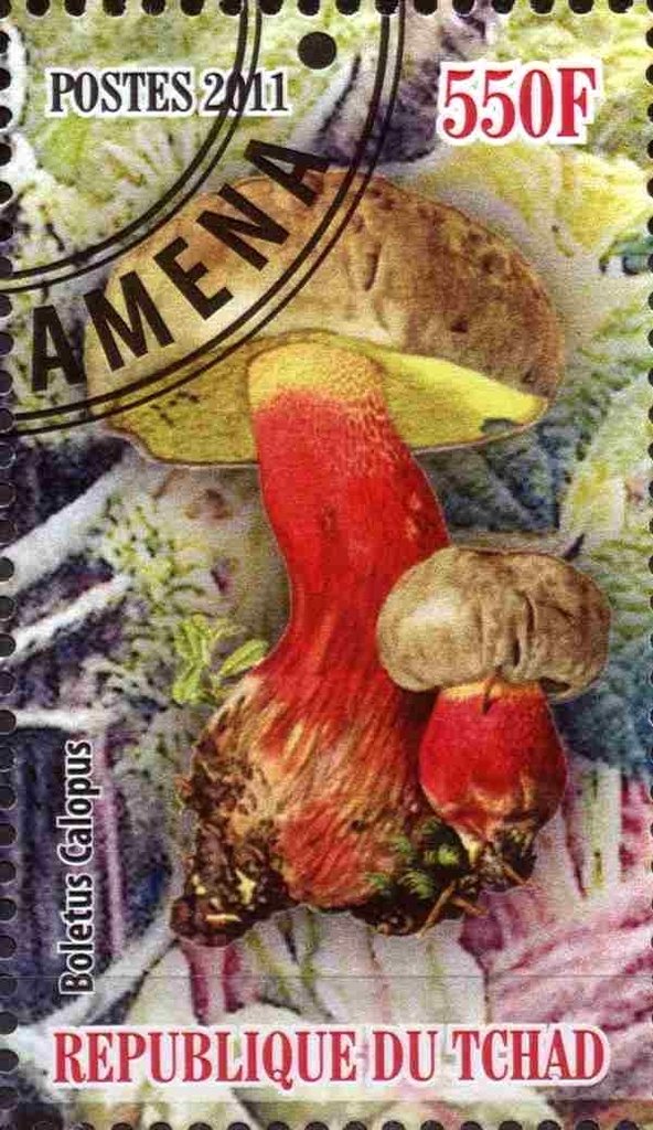 Boletus Calopus