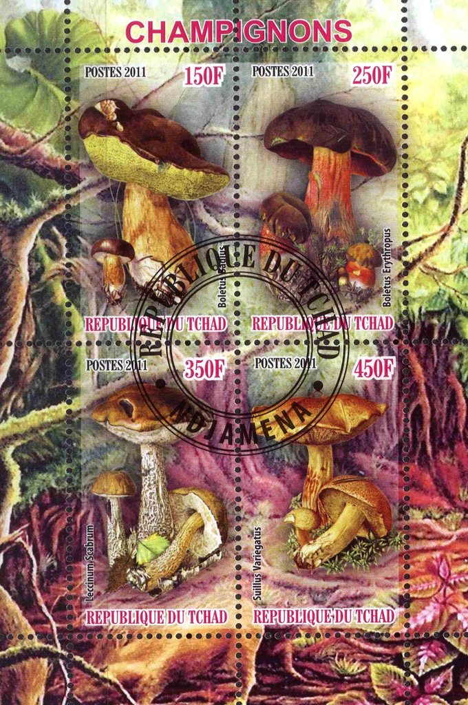 Champignons