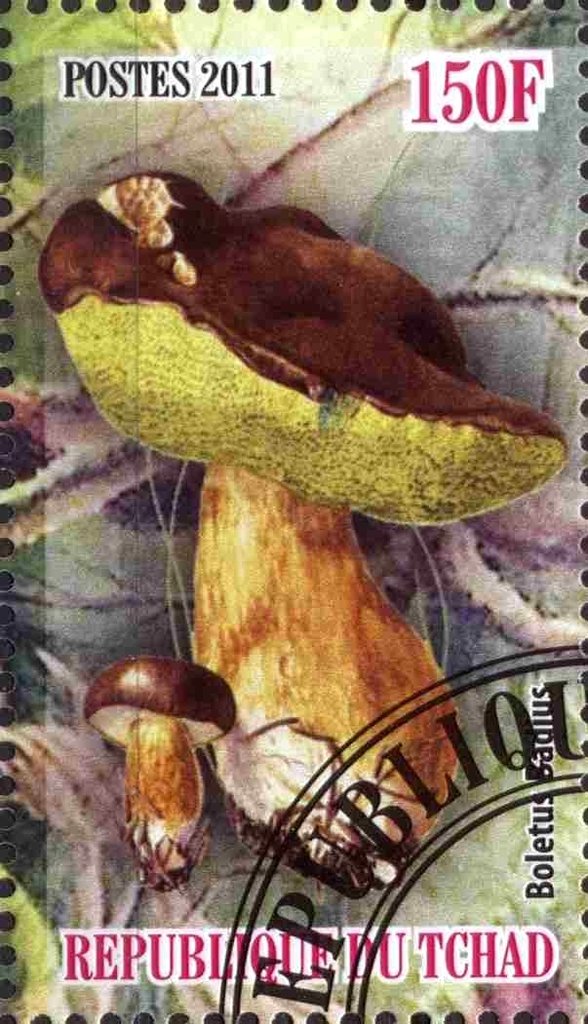 Boletus Badius