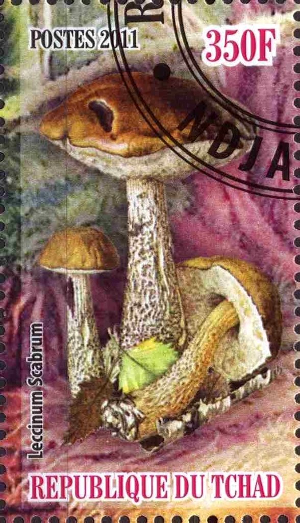 Leccinum Scabrum