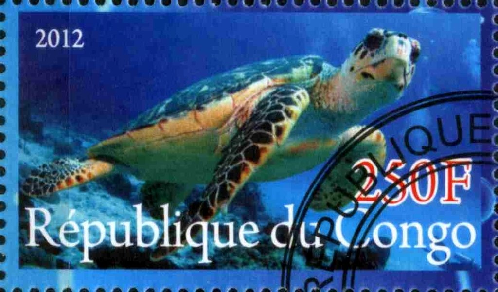 Sea turtle