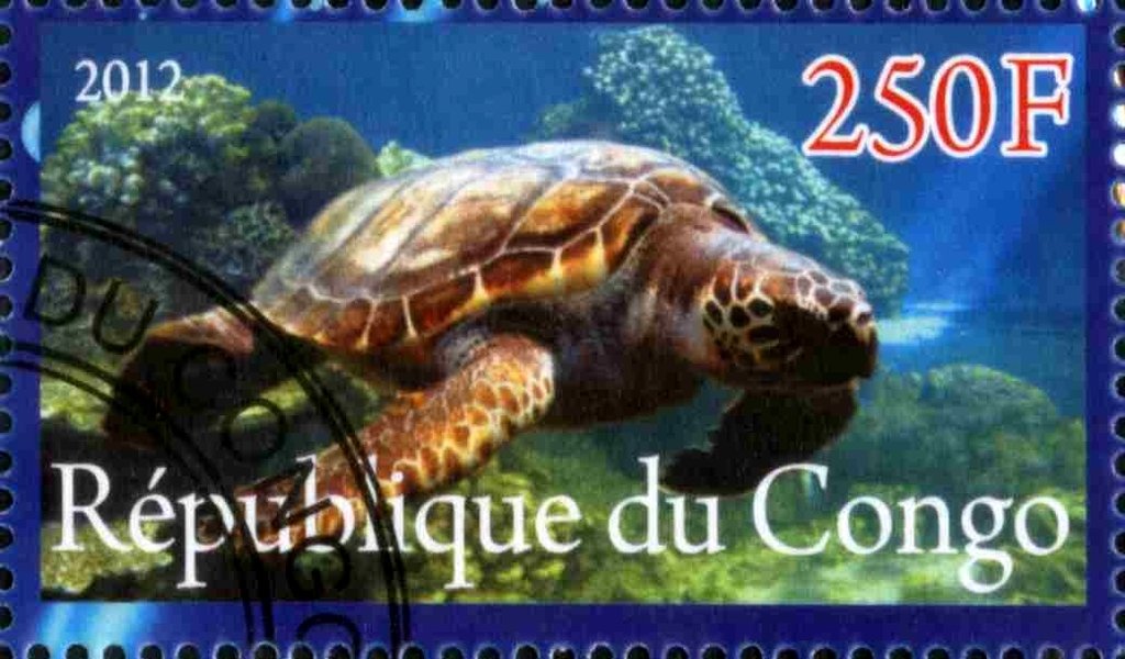 Sea turtle