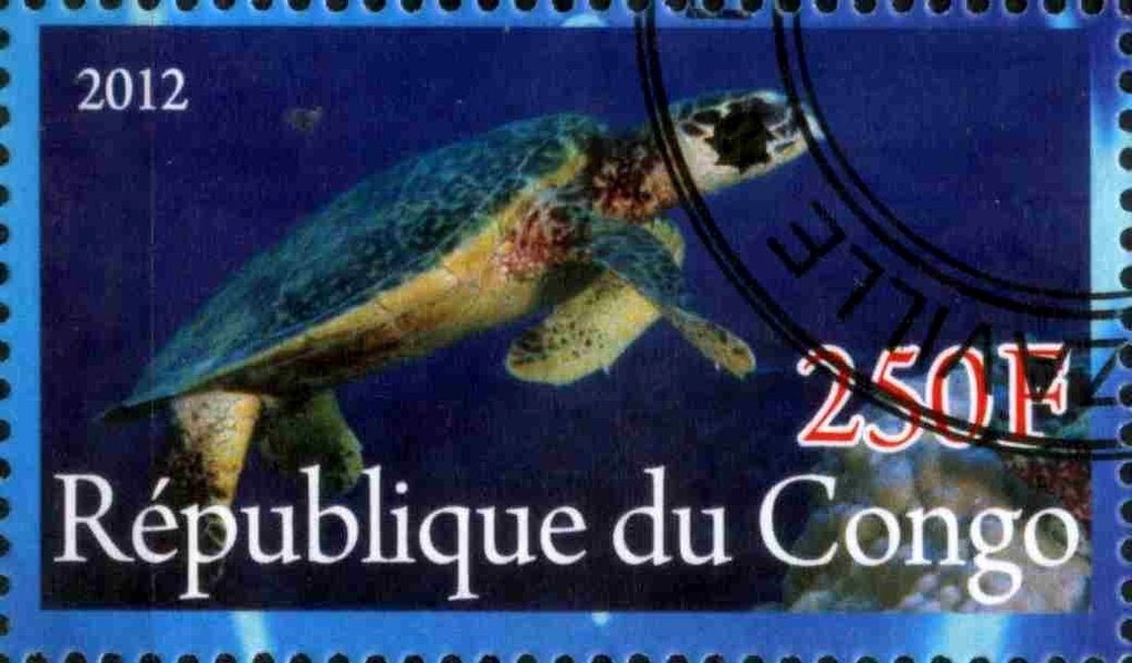 Sea turtle