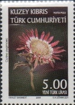 Carlina pygmaea