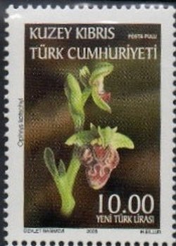 Ophrys kotschyi