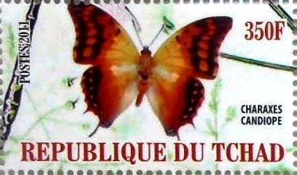 Charaxes candiope