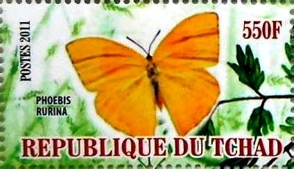 Phoebis rurina