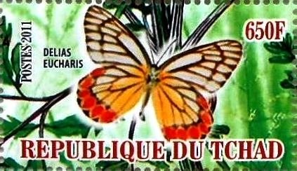 Delias eucharis