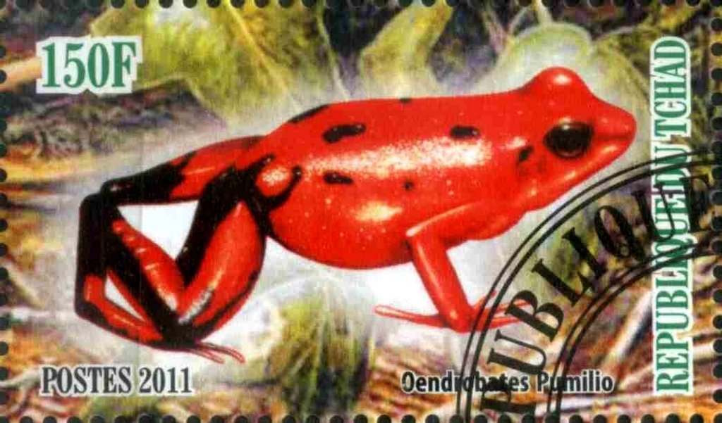 Oendrobates Pumilio