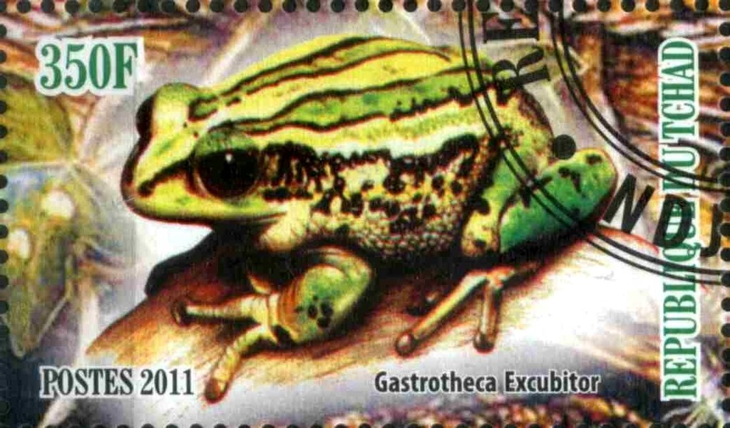 Gastrotheca Excubitor