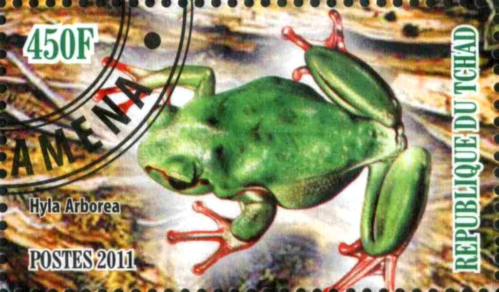 Hyla Arborea