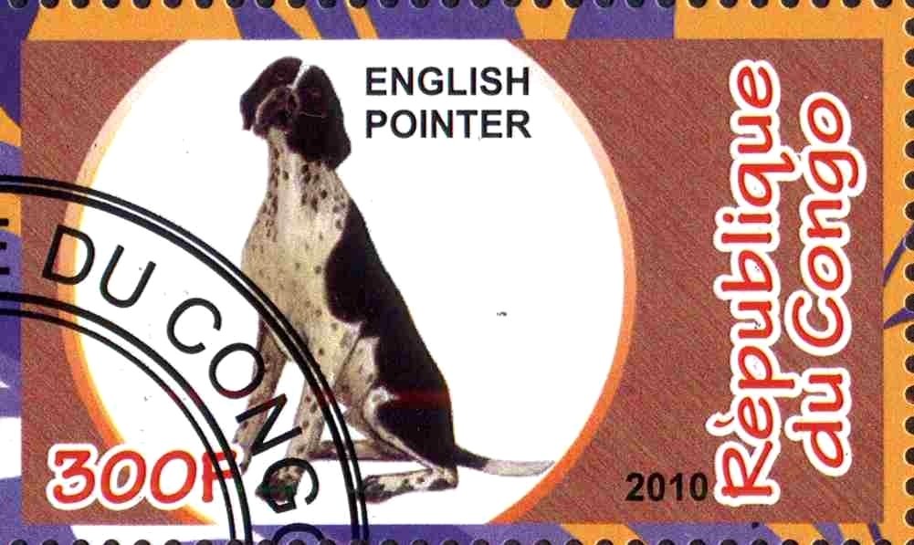 English Pointer