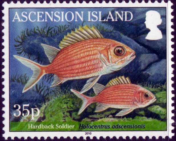Squirrelfish (Holocentrus adscensionis)