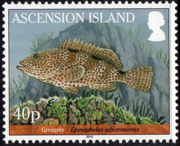 Rock Hind (Epinephelus adscensionis)