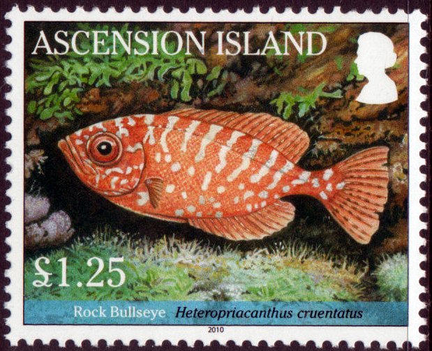 Glass Bigeye (Heteropriacanthus cruentatus)