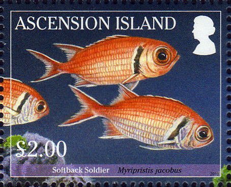 Blackbar Soldierfish (Myripristis jacobus)