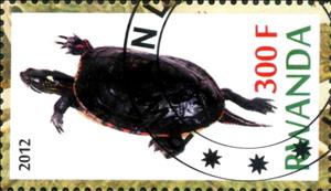 Stamp, Turtles, Cinderellas,  