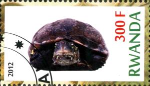 Stamp, Turtles, Cinderellas,  
