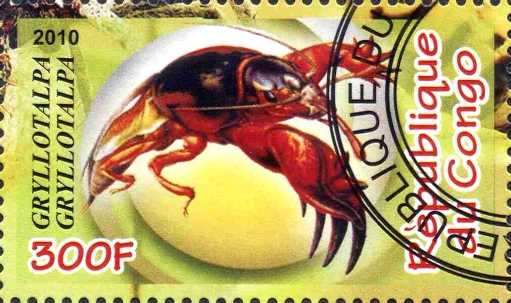 Insects