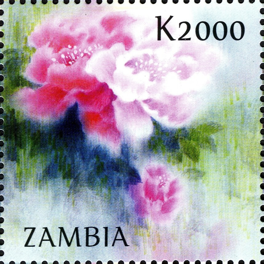 Chinese Peony