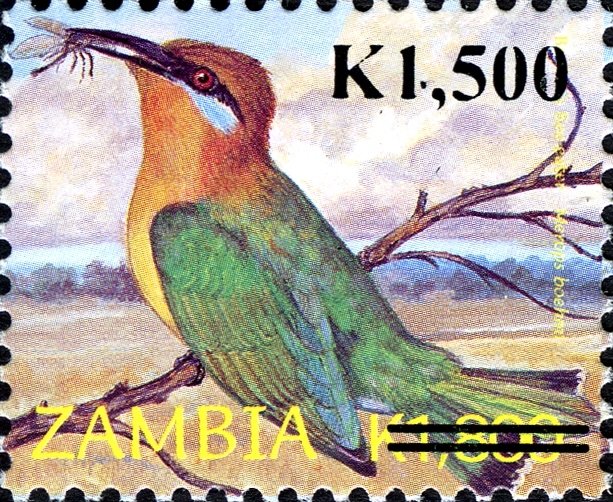 Böhm's Bee-eater (Merops boehmi)