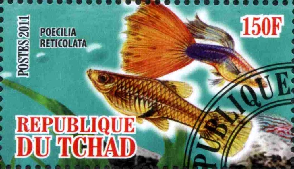Poecilia reticolata