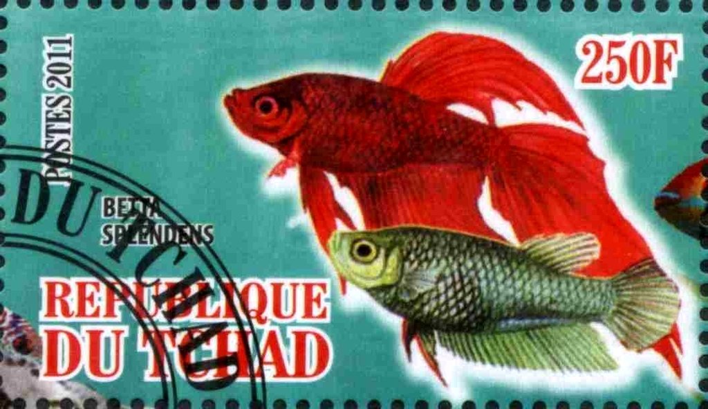 Betta splendens