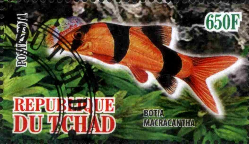 Botia macracantha