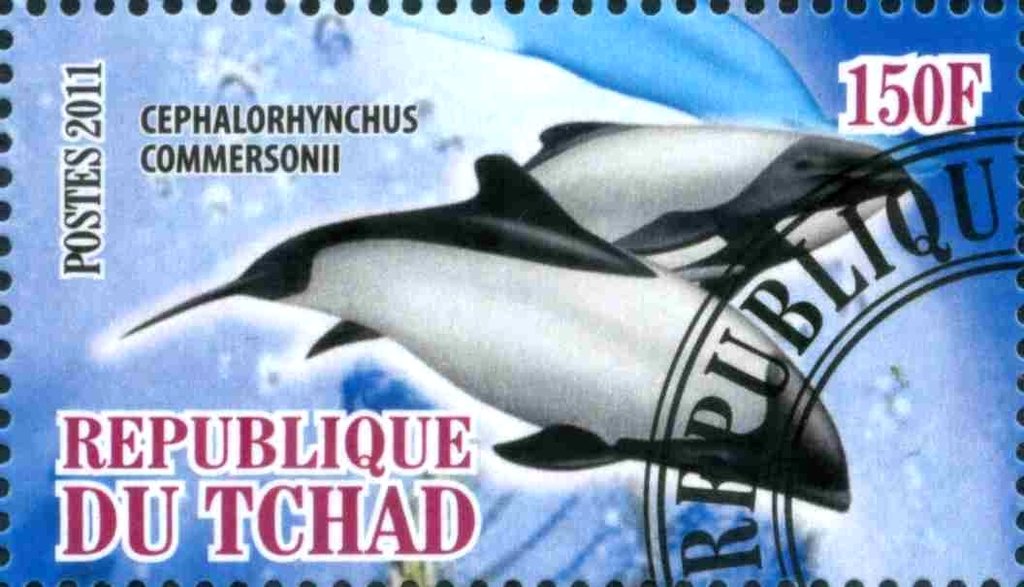 Cephalorhynchus commersonii