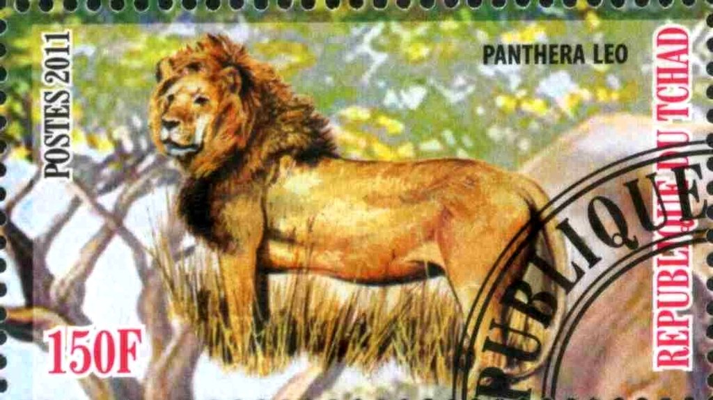 Panthera leo