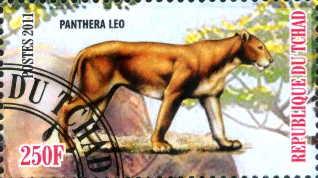 Panthera leo