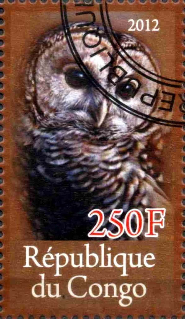 Owl