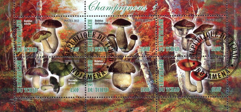Champignons 1