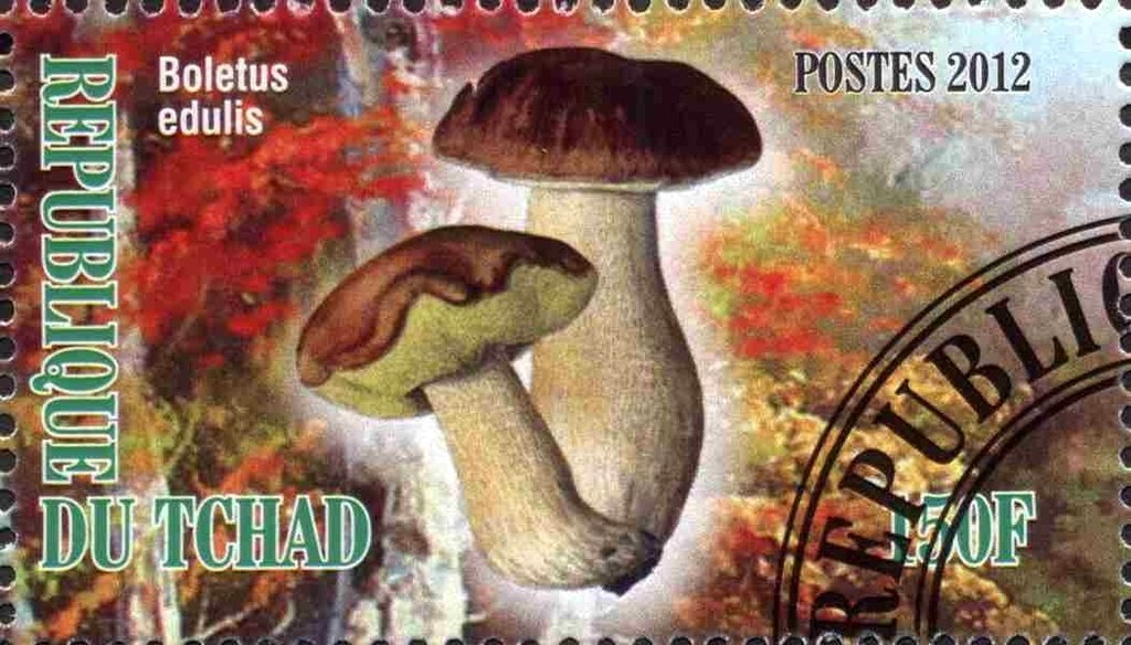 Cep (Boletus edulis)