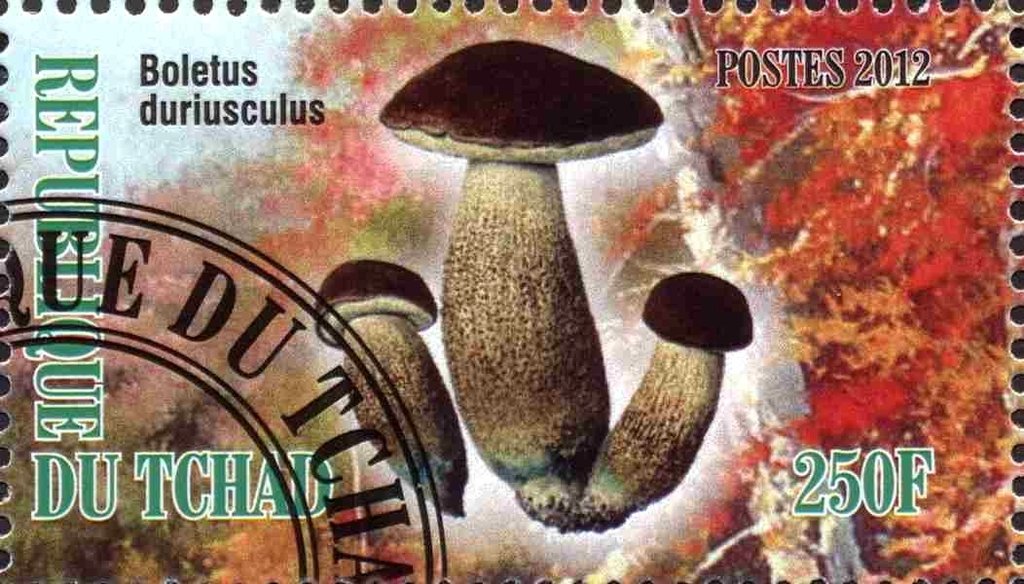 Boletus duriusculus
