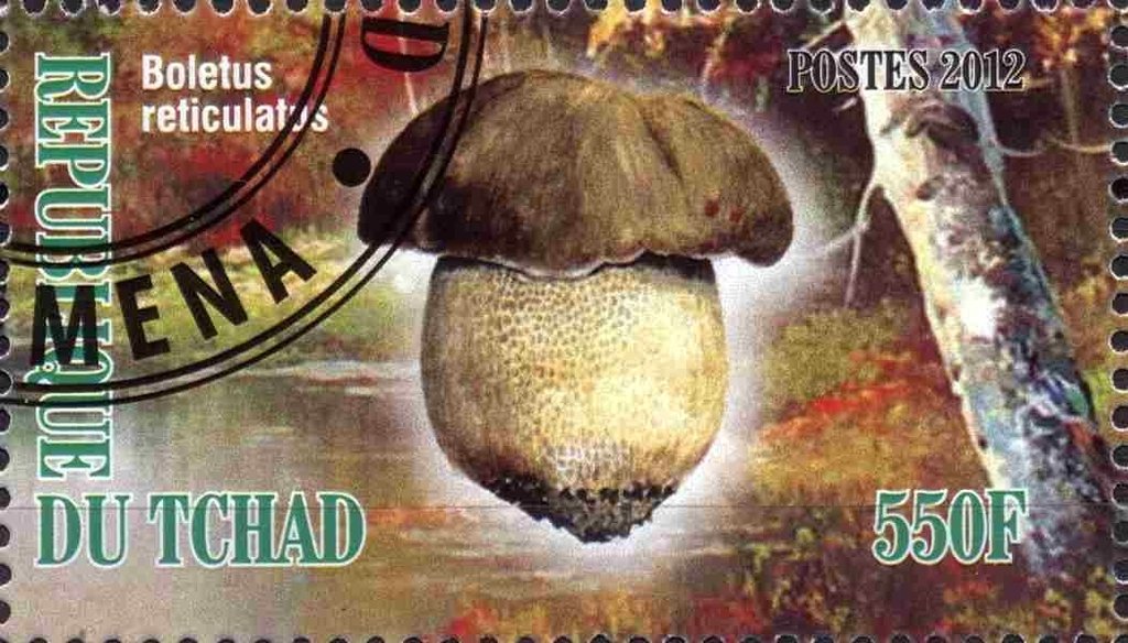 Boletus reticulatus