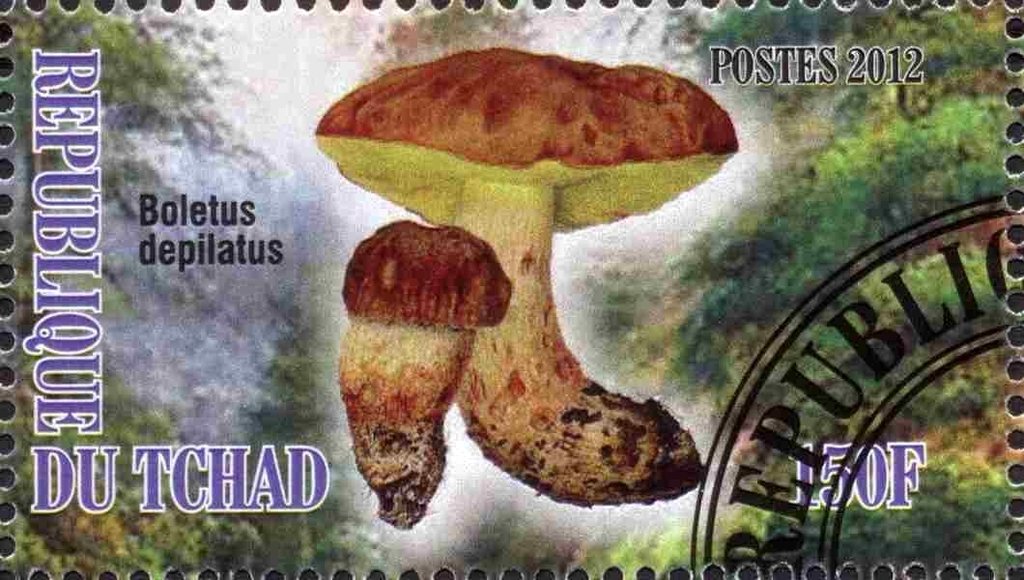 Boletus depilatus