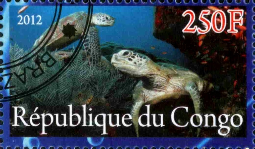 Sea turtle