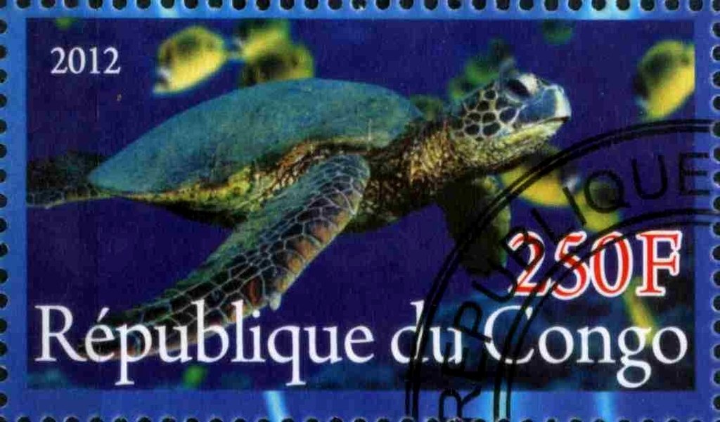 Sea turtle