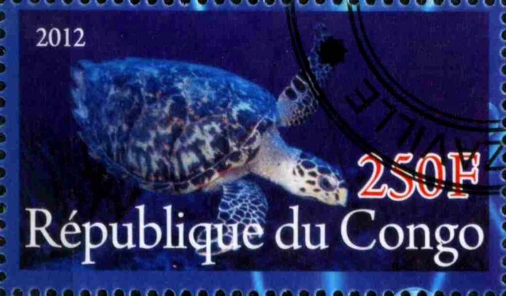 Sea turtle