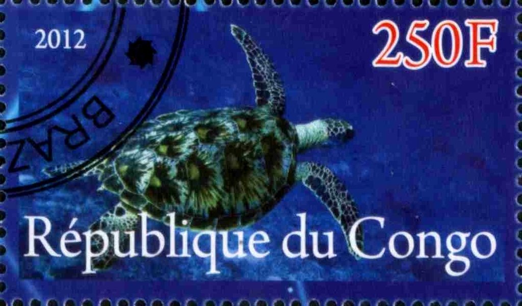 Sea turtle