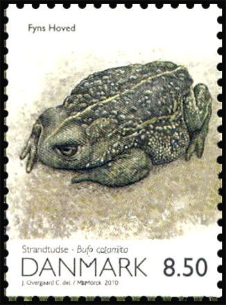 Natterjack Toad (Bufo calamita), from m/s