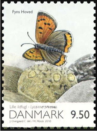 Common Copper (Lycaena phlaeas), from m/s