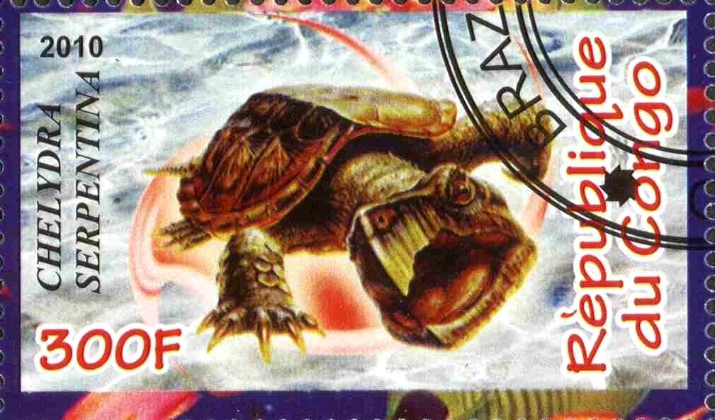 Chelydra serpentina